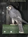 Сокол скитник (Falco peregrinus)