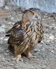 Бухал (Bubo bubo)