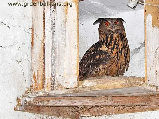 Бухал (Bubo bubo)