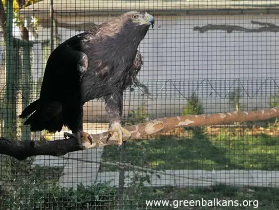 Царски орел (Aquila heliaca)