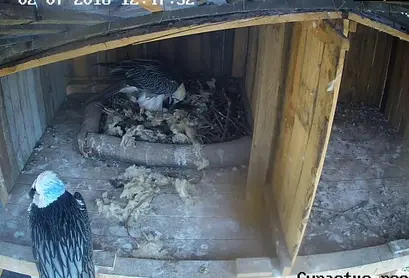 В гнездото младата майка се грижи за скъпоценното яйце, а на мъжкия е позволено само да гледа на почтено растояние...поне за сега :)