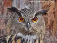Бухал (Bubo bubo)
