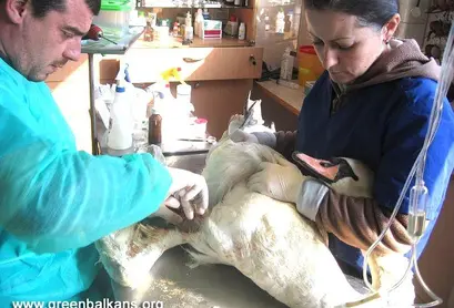 Операцията на раненото крило
