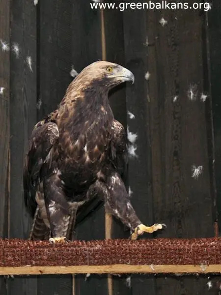 Царски орел (Aquila heliaca)