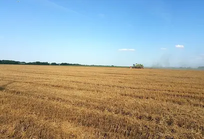 Жътвата е най-опасния период за младите птици.