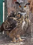 Бухал (Bubo bubo)