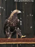 Царски орел (Aquila heliaca)