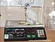 Сокол скитник (Falco peregrinus)