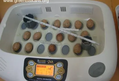 В родния инкубатор...