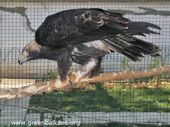 Царски орел (Aquila heliaca)