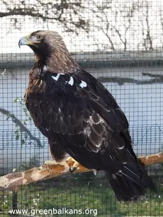 Царски орел (Aquila heliaca)