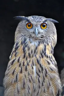 Бухал (Bubo bubo)