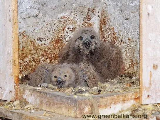 Бухал (Bubo bubo)