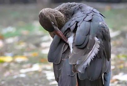 ***
