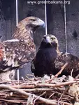 Царски орел (Aquila heliaca)