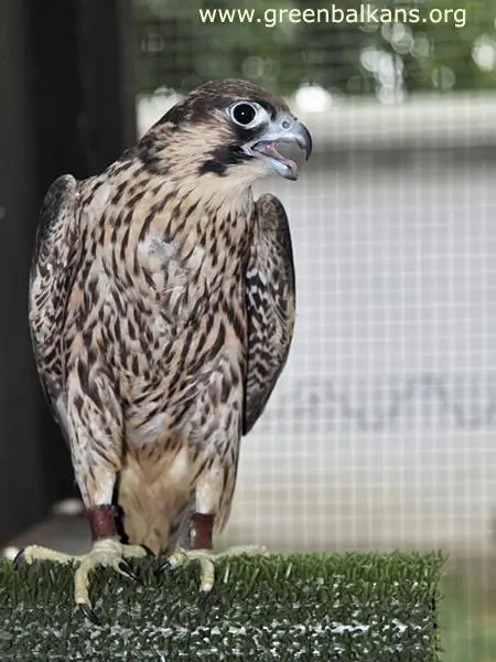 Сокол скитник (Falco peregrinus)