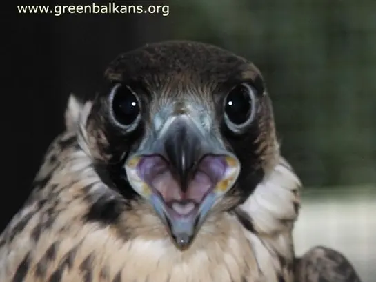 Сокол скитник (Falco peregrinus)
