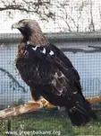 Царски орел (Aquila heliaca)