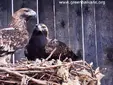 Царски орел (Aquila heliaca)