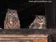 Бухал (Bubo bubo)
