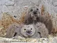 Бухал (Bubo bubo)