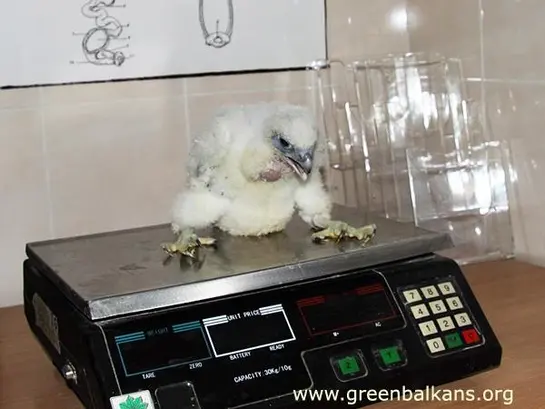 Сокол скитник (Falco peregrinus)