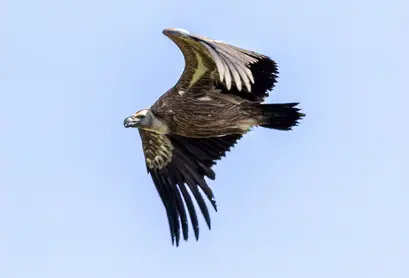 Vrachanski Balkan Nature park, Photo: Rossen Popov