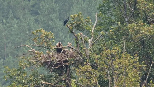 ***