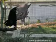 Царски орел (Aquila heliaca)