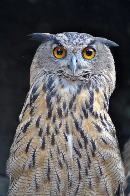 Бухал (Bubo bubo)