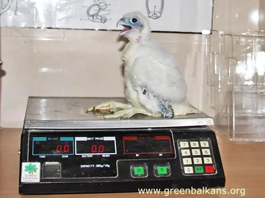 Сокол скитник (Falco peregrinus)