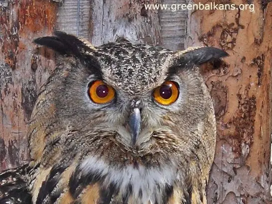 Бухал (Bubo bubo)