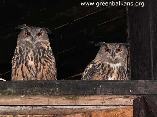 Бухал (Bubo bubo)