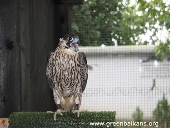 Сокол скитник (Falco peregrinus)