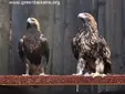 Царски орел (Aquila heliaca)