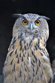 Бухал (Bubo bubo)