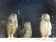 Бухал (Bubo bubo)