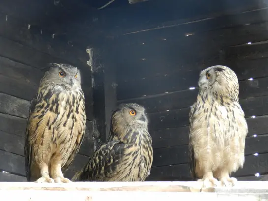 Бухал (Bubo bubo)