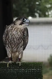 Сокол скитник (Falco peregrinus)