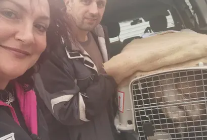 Пристигнал в България и благодарение на помощта на нашите приятели от Bulgarian Animal Transport.