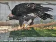 Царски орел (Aquila heliaca)