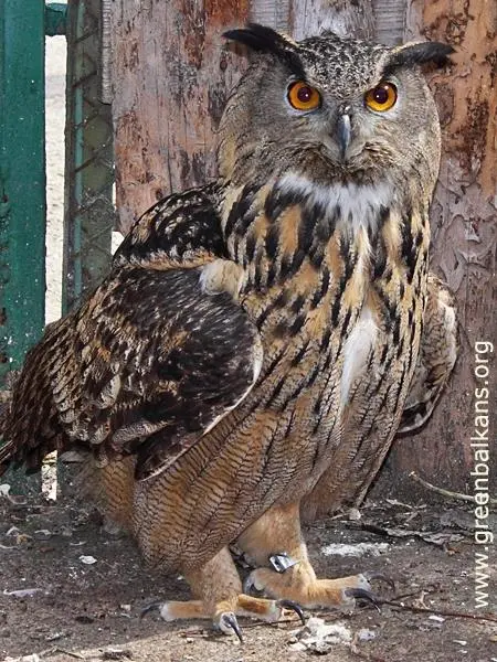 Бухал (Bubo bubo)